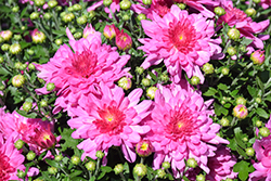 Fonti Dark Pink Chrysanthemum (Chrysanthemum 'Fonti Dark Pink') at A Very Successful Garden Center