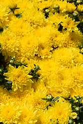 Desire Golden Chrysanthemum (Chrysanthemum 'Desire Golden') at A Very Successful Garden Center