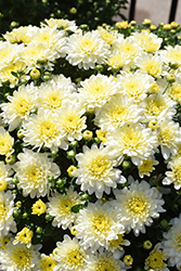 Homerun White Chrysanthemum (Chrysanthemum 'Homerun White') at A Very Successful Garden Center