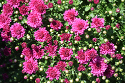 Chery Purple Chrysanthemum (Chrysanthemum 'Cherry Purple') at Lakeshore Garden Centres