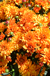 Mika Orange Chrysanthemum (Chrysanthemum 'Mika Orange') at Stonegate Gardens