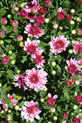 Lively Pink Bicolor Chrysanthemum (Chrysanthemum 'Lively Pink Bicolor') at Lakeshore Garden Centres
