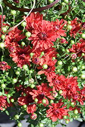Stellar Red Chrysanthemum (Chrysanthemum 'Stellar Red') at Stonegate Gardens