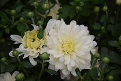 Bliss White Chrysanthemum (Chrysanthemum 'Bliss White') at Lakeshore Garden Centres