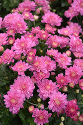 Chelsey Pink Chrysanthemum (Chrysanthemum 'Chelsey Pink') at Stonegate Gardens