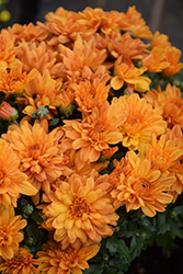 Goal Orange Chrysanthemum (Chrysanthemum 'Goal Orange') at Lakeshore Garden Centres