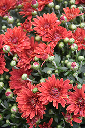 Melody Bronze Chrysanthemum (Chrysanthemum 'Melody Bronze') at Lakeshore Garden Centres