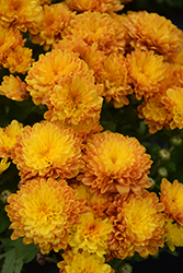 Crush Orange Chrysanthemum (Chrysanthemum 'Crush Orange') at Lakeshore Garden Centres