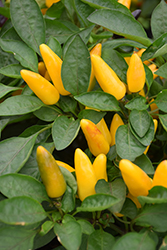 Calypso Yellow Ornamental Pepper (Capsicum annuum 'Calypso Yellow') at A Very Successful Garden Center