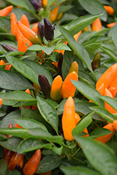 Calypso Orange Ornamental Pepper (Capsicum annuum 'Calypso Orange') at A Very Successful Garden Center