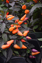 Salsa Orange Ornamental Pepper (Capsicum annuum 'Salsa Orange') at A Very Successful Garden Center