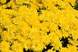 Sunrise Yellow Chrysanthemum (Chrysanthemum 'Sunrise Yellow') at A Very Successful Garden Center