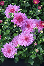 Skye Pink Chrysanthemum (Chrysanthemum 'Skye Pink') at A Very Successful Garden Center