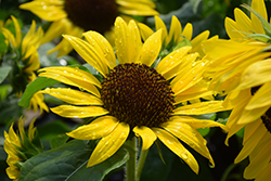 Country Roads Sunflower (Helianthus annuus 'Country Roads') at Lakeshore Garden Centres