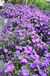 Magic Purple Aster (Symphyotrichum novi-belgii 'Magic Purple') at Stonegate Gardens