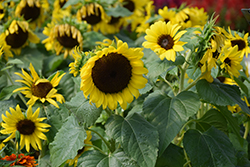 ProCut Brilliance Sunflower (Helianthus annuus 'ProCut Brilliance') at A Very Successful Garden Center