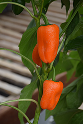 Orange Snacking Sweet Pepper (Capsicum annuum 'Orange Snacking') at A Very Successful Garden Center