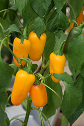 Yellow Snacking Sweet Pepper (Capsicum annuum 'Yellow Snacking') at A Very Successful Garden Center