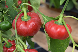 Super Red Pimento Sweet Pepper (Capsicum annuum 'Super Red Pimento') at A Very Successful Garden Center