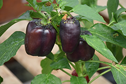 Pinot Noir Pepper (Capsicum annuum 'Pinot Noir') at A Very Successful Garden Center