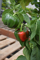 Revolution Sweet Pepper (Capsicum annuum 'Revolution') at A Very Successful Garden Center