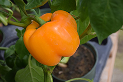 Early Sunsation Pepper (Capsicum annuum 'Early Sunsation') at A Very Successful Garden Center
