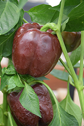 Chocolate Bell Pepper (Capsicum annuum 'Chocolate Bell') at A Very Successful Garden Center