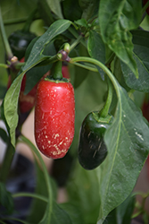 Jalapeno M Hot Pepper (Capsicum annuum 'Jalapeno M') at A Very Successful Garden Center