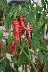 Cayenne Hot Pepper (Capsicum annuum 'Cayenne') at A Very Successful Garden Center
