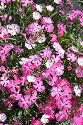 Rockin' Pink Magic Pinks (Dianthus 'PAS1350217') at Stonegate Gardens