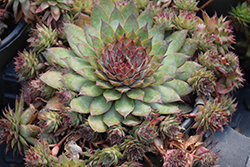 Chick Charms Butterscotch Baby Hens And Chicks (Sempervivum 'Hordubal') at Lakeshore Garden Centres