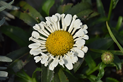 Sweet Daisy Sofie Shasta Daisy (Leucanthemum x superbum 'Sofie') at Lakeshore Garden Centres