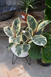 Variegated Rubber Tree (Ficus elastica 'Variegata') at A Very Successful Garden Center