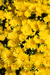 Padre Yellow Chrysanthemum (Chrysanthemum 'Padre Yellow') at A Very Successful Garden Center