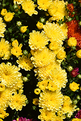 Ditto Yellow Chrysanthemum (Chrysanthemum 'Ditto Yellow') at Lakeshore Garden Centres