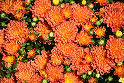 Ditto Dark Orange Chrysanthemum (Chrysanthemum 'Ditto Dark Orange') at Lakeshore Garden Centres