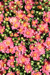 Jacqueline Peach Fusion Chrysanthemum (Chrysanthemum 'Jacqueline Peach Fusion') at Lakeshore Garden Centres