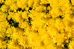 Goldmine Yellow Chrysanthemum (Chrysanthemum 'Zanmugolmine') at A Very Successful Garden Center