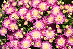 Appleblossom Chrysanthemum (Chrysanthemum 'Appleblossom') at Lakeshore Garden Centres