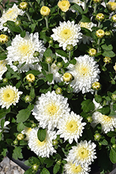Milano White Chrysanthemum (Chrysanthemum 'Milano White') at A Very Successful Garden Center