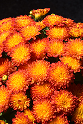 Solar Flare Chrysanthemum (Chrysanthemum 'Solar Flare') at A Very Successful Garden Center