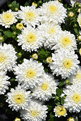 Calm White Chrysanthemum (Chrysanthemum 'Calm White') at A Very Successful Garden Center