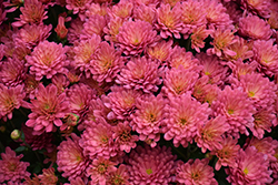 Jacqueline Peach Fusion Chrysanthemum (Chrysanthemum 'Jacqueline Peach Fusion') at Lakeshore Garden Centres