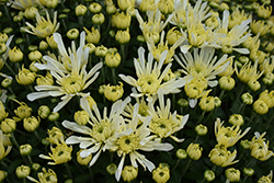 Aluga White Chrysanthemum (Chrysanthemum 'Aluga White') at Lakeshore Garden Centres
