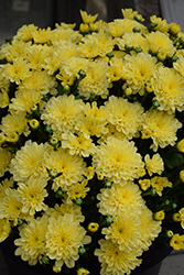 Ditto Lemon Chrysanthemum (Chrysanthemum 'Ditto Lemon') at A Very Successful Garden Center