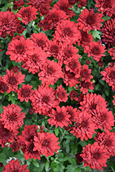 Five Alarm Red Chrysanthemum (Chrysanthemum 'Five Alarm Red') at Lakeshore Garden Centres