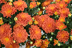 Harvest Igloo Chrysanthemum (Chrysanthemum 'Harvest Igloo') at A Very Successful Garden Center