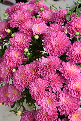 Ditto Pink Chrysanthemum (Chrysanthemum 'Ditto Pink') at A Very Successful Garden Center