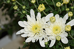 Fonti White Chrysanthemum (Chrysanthemum 'Fonti White') at Lakeshore Garden Centres