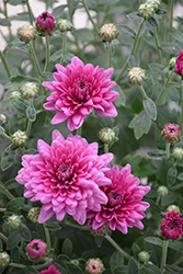 Padre Pink Chrysanthemum (Chrysanthemum 'Padre Pink') at A Very Successful Garden Center